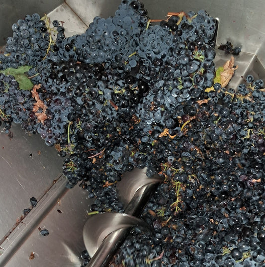 VENDEMMIA FASE DI MACINAZIONE