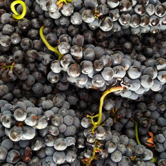 vendemmia